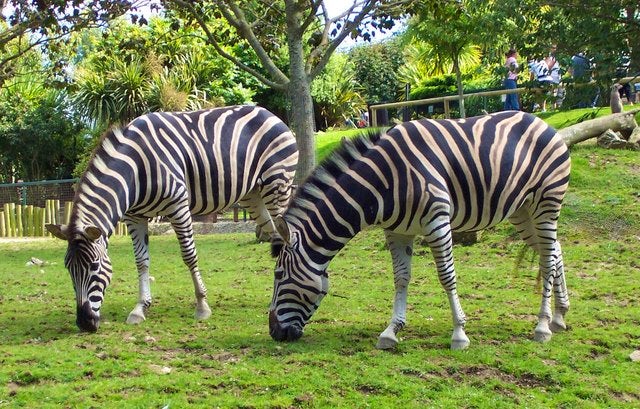 Newquay Zoo | Wildlife attractions in Cornwall