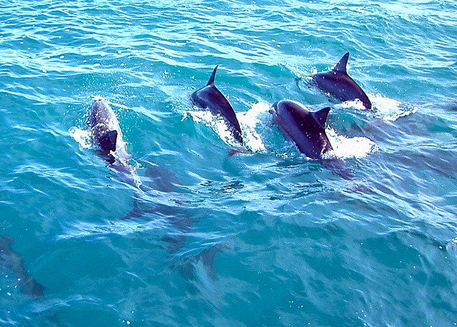 Dolphins | St Ives, Falmouth & Porthcurno
