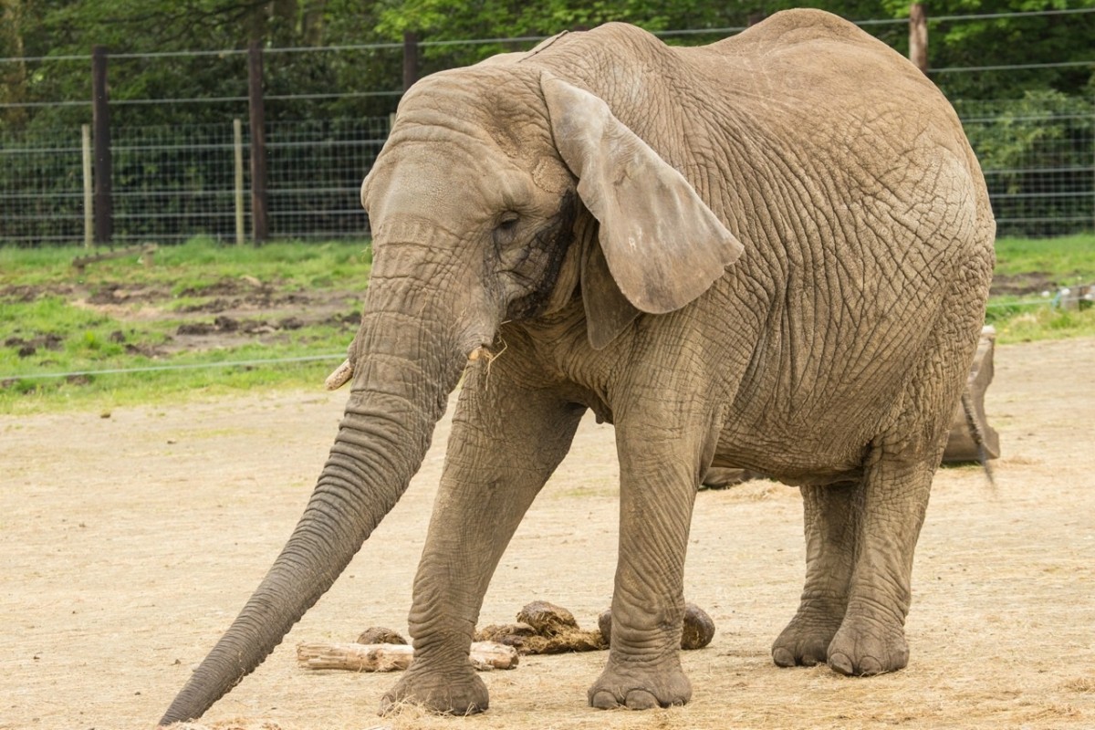 Noah's Ark Zoo Welcomes First Elephant | Elephant Eden | JFH Blog