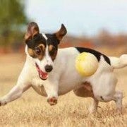 Jack Russell | Playing With A Ball | In A Field
