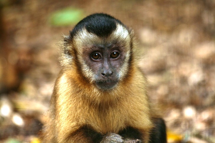 The Monkey Sanctuary | Wildlife attractions in Cornwall