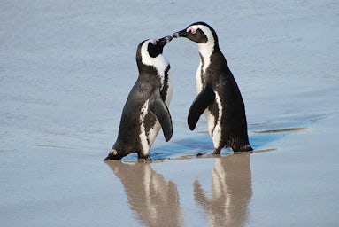 Cornish Penguin Love Story | John Fowler Family Holidays