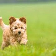 Cockapoo Puppy | Running | In A Field