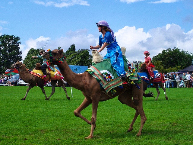 Camel Racing | last minute caravan holidays for Point-to-Point