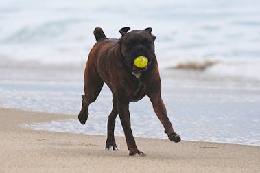 Saunton Beach Wags and Waves | John Fowler Dog Friendly Holidays