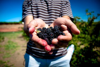 Blackberry Picking | Top 10 Autumn Bucket List Activities