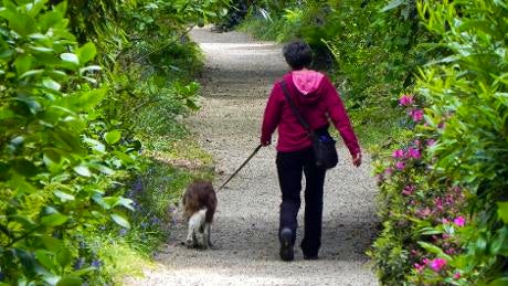 Trengwainton Garden | Dog friendly gardens of Cornwall