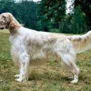 English Setter | Standing | To Attention