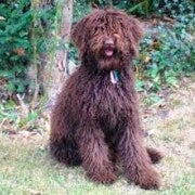 Labradoodle | Chocolate Brown | Sitting Down