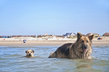 Swimming | Dog Friendly Water Sports