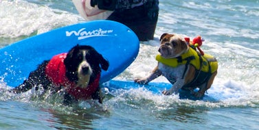 Surfing | Dog Friendly Water Sports