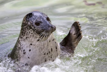 Cornish Seal Sanctuary | 5 Dog Friendly Days Out Cornwall