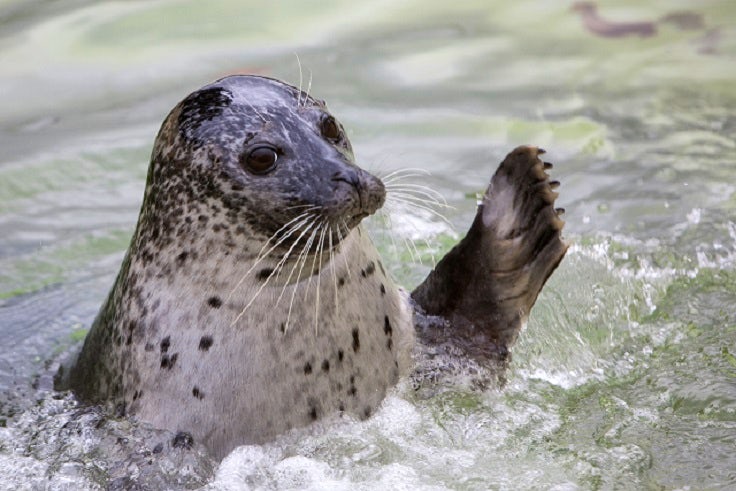 Cornish Seal Sanctuary | Wildlife attractions in Cornwall 