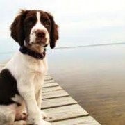 Spaniel | Sat On A Boardwalk | Waiting To Play Ball