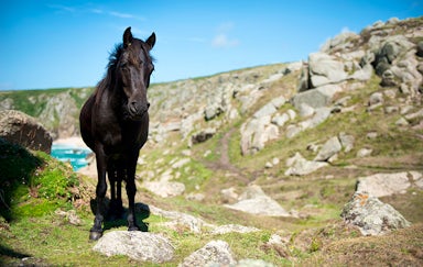 Horse On The Cornwall Coast | John Fowler Holidays