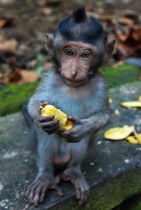 Baby Monkey | Holding Banana | Paignton Zoo