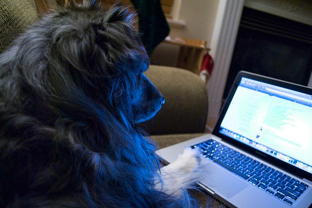 Social Petworking | John Fowler Dog Friendly