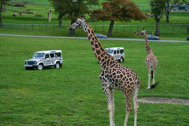 Longleat Safari Park | Family attractions in Somerset