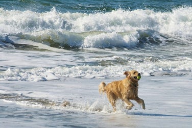 Water Fetch | Dog Friendly Water Sports