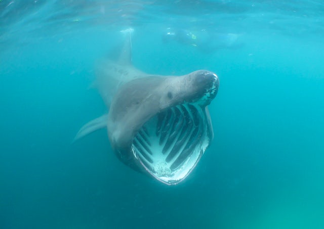 Basking Shark | John Fowler's 10 reasons Cornwall would make an interesting country